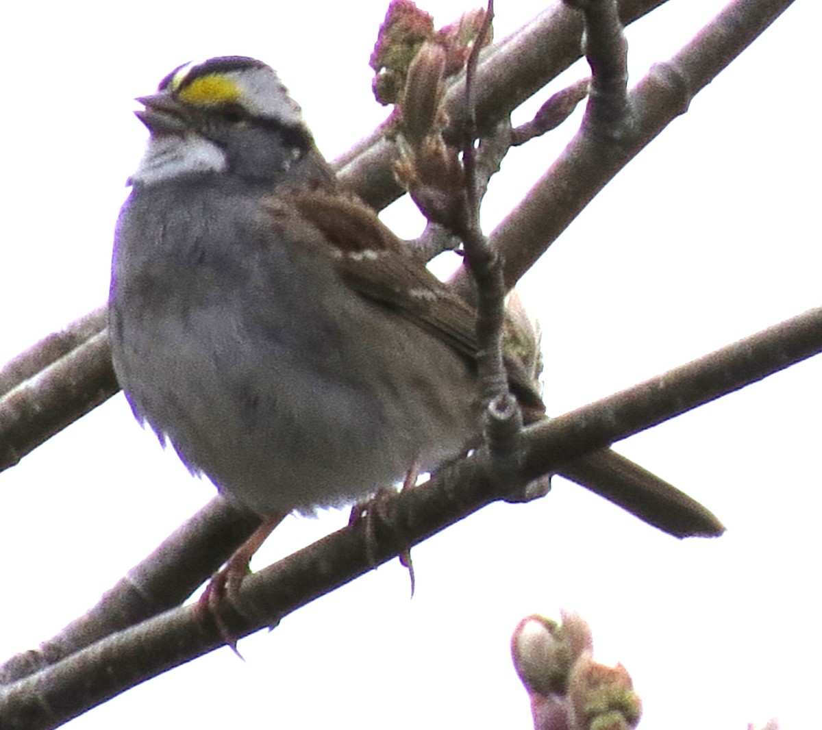 White-throated Sparrow - ML618394437