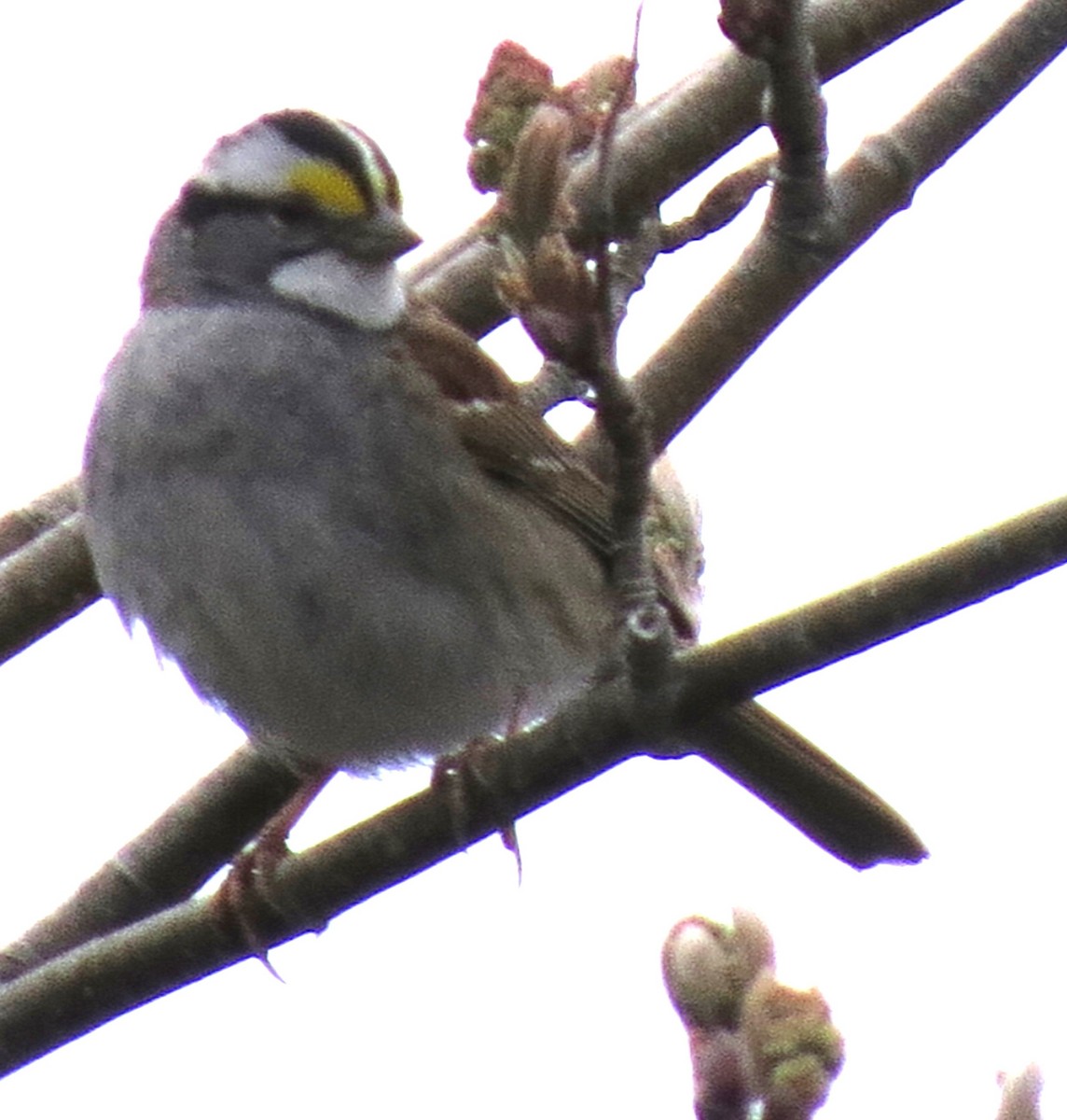 White-throated Sparrow - ML618394446
