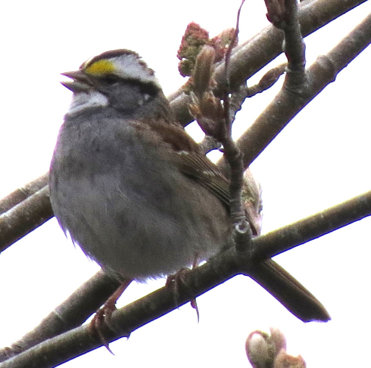White-throated Sparrow - ML618394451