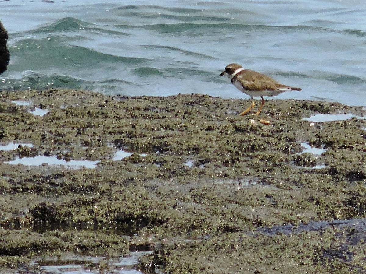 Semipalmated Plover - ML618394455