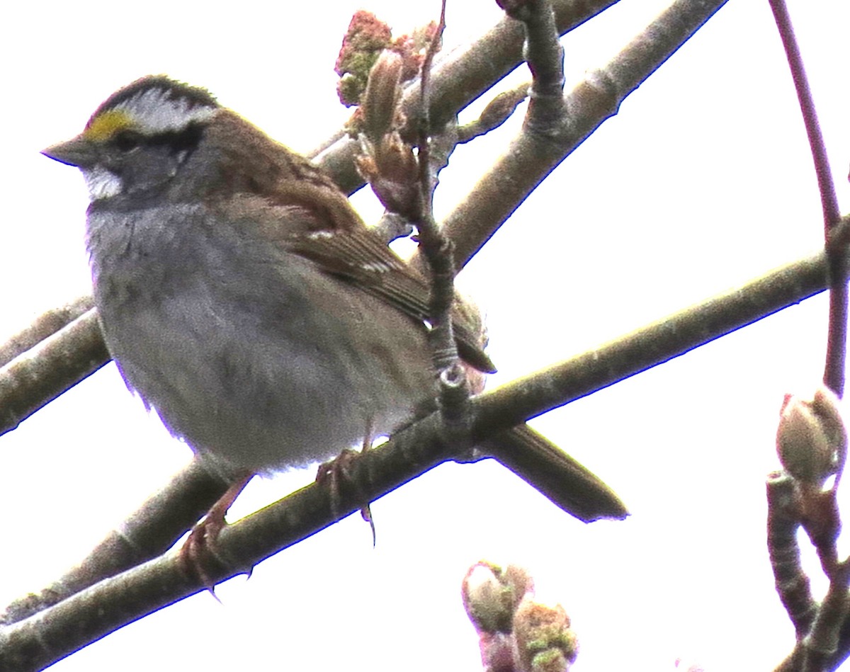 White-throated Sparrow - ML618394456