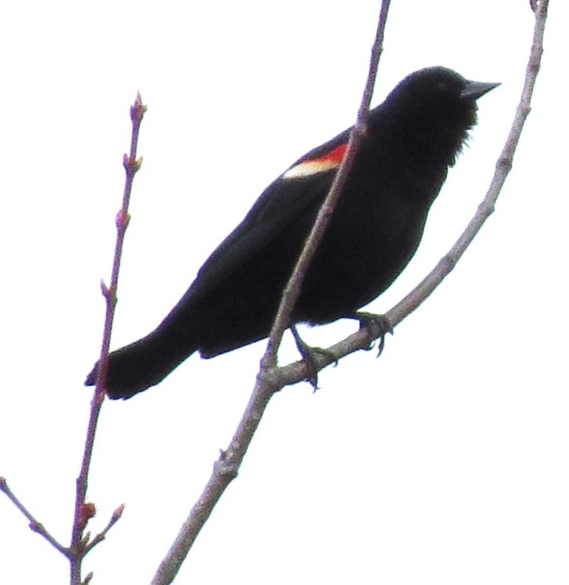 Red-winged Blackbird - ML618394468