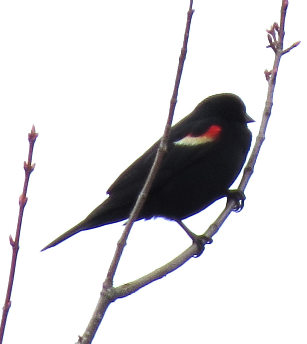 Red-winged Blackbird - ML618394472