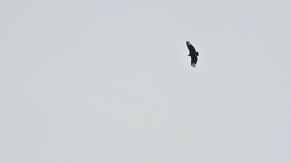 Black Vulture - Indira Thirkannad