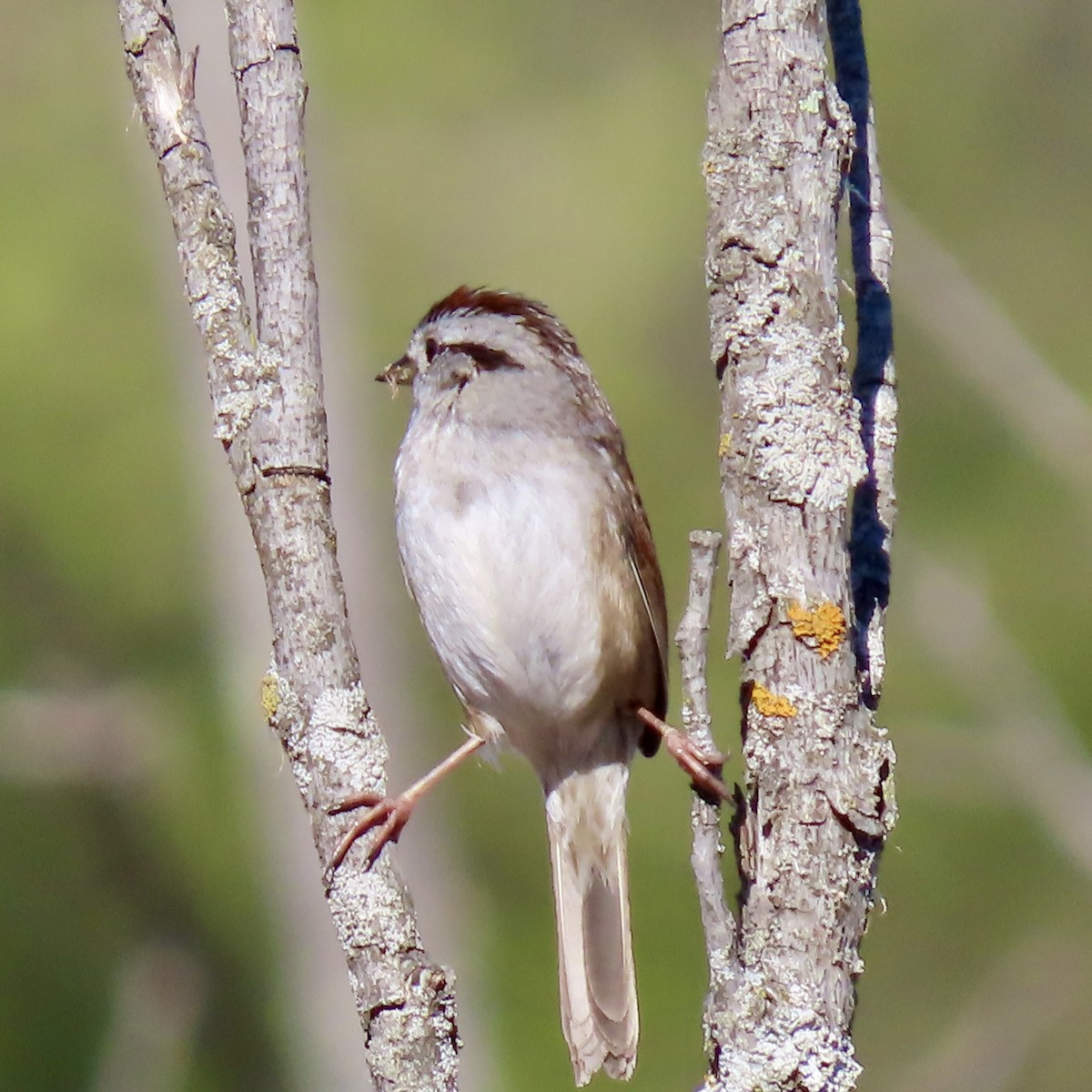 Swamp Sparrow - ML618394476