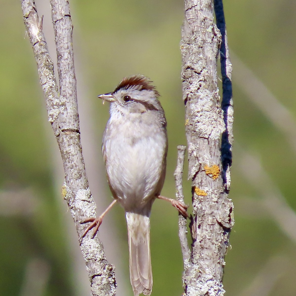 Swamp Sparrow - ML618394477