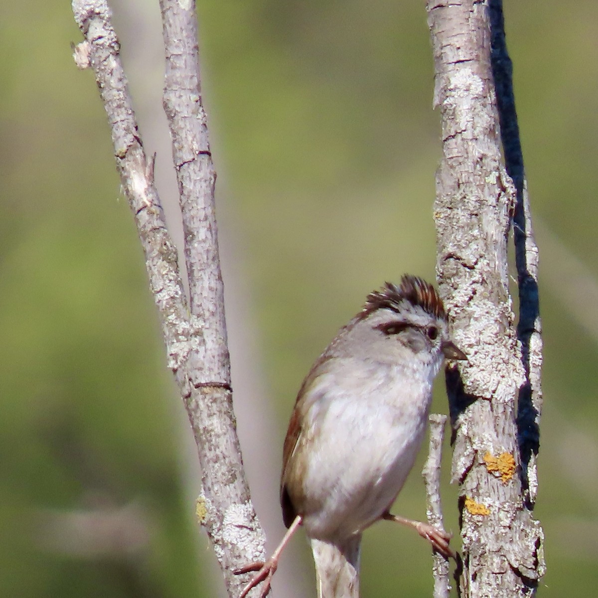 Swamp Sparrow - ML618394478