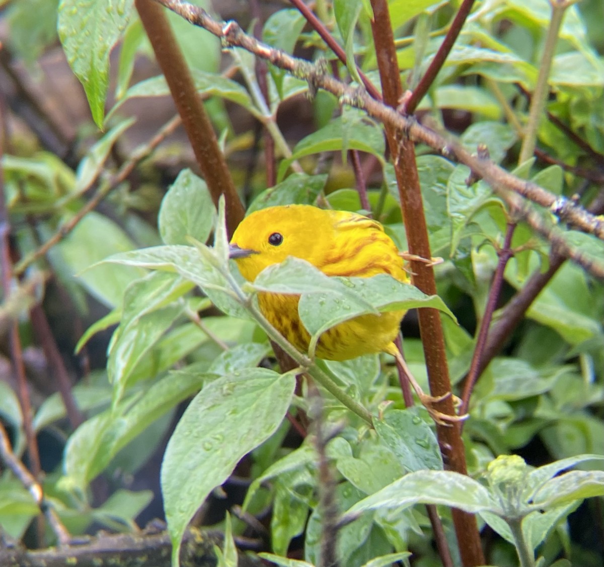Yellow Warbler (Northern) - Michael Onel