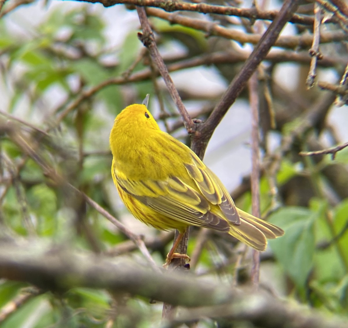 Yellow Warbler (Northern) - ML618394484