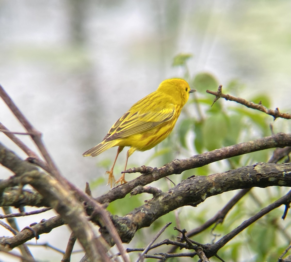Yellow Warbler (Northern) - Michael Onel