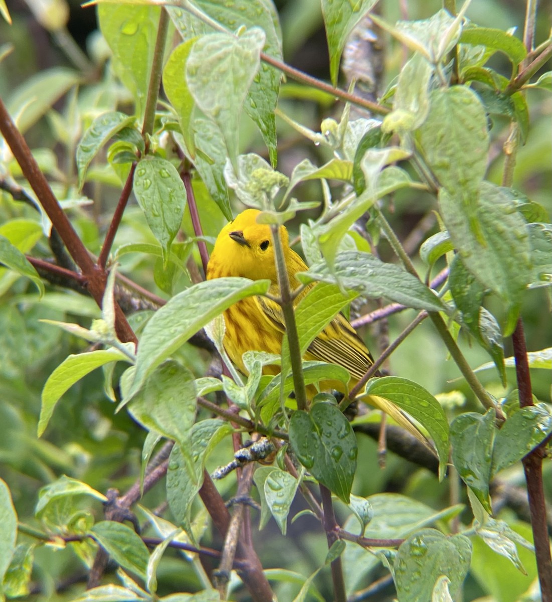 Yellow Warbler (Northern) - ML618394486