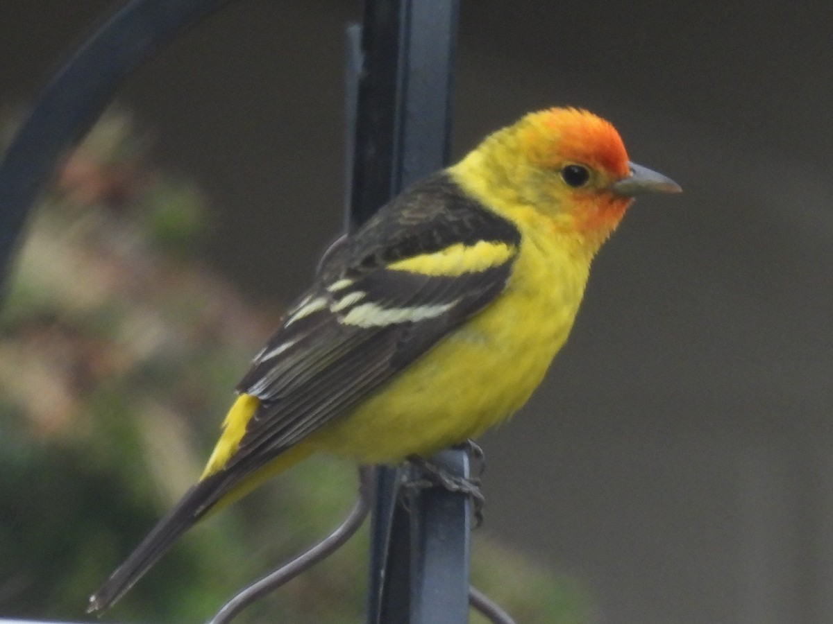 Western Tanager - ML618394488