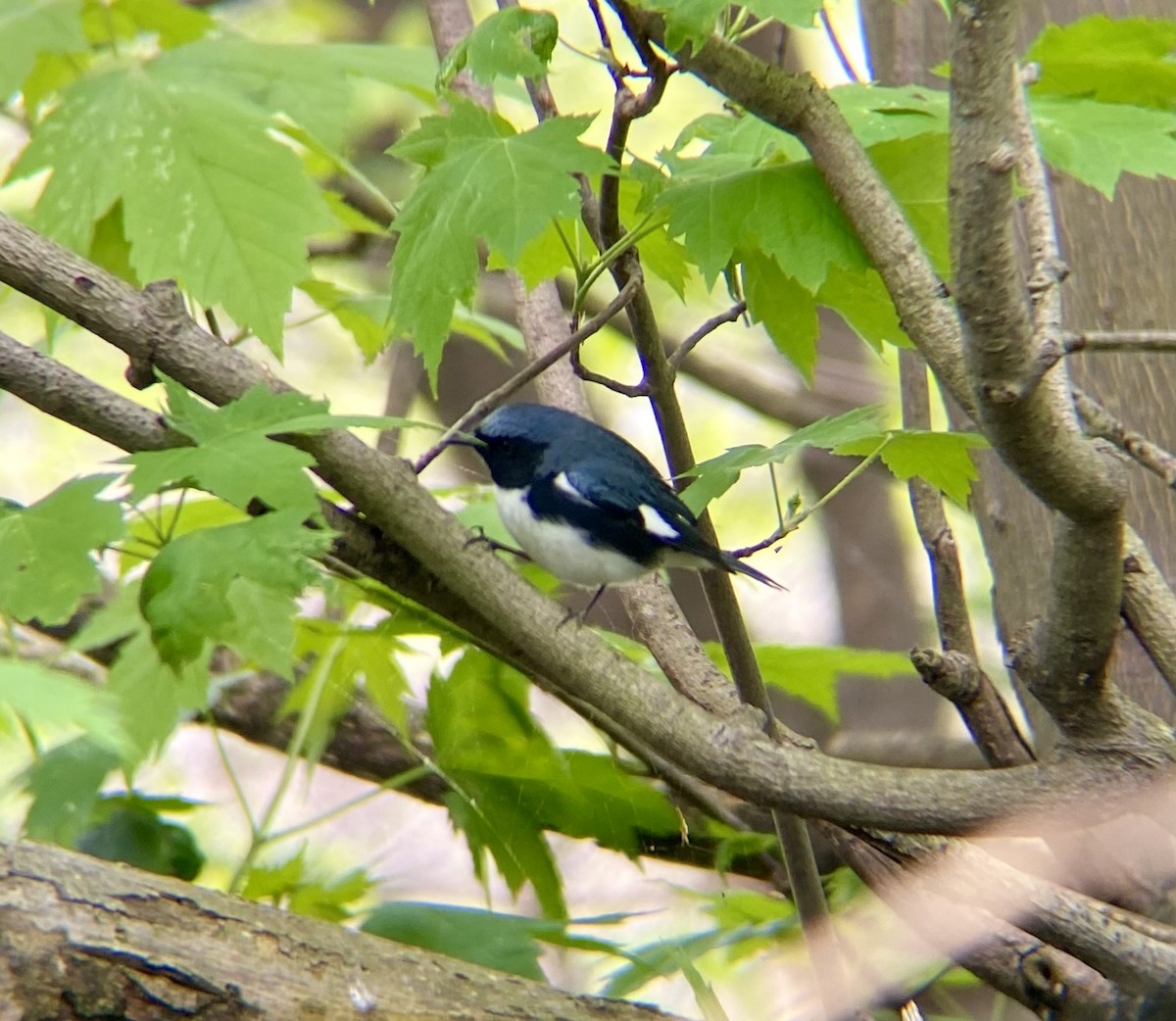 Black-throated Blue Warbler - Michael Onel