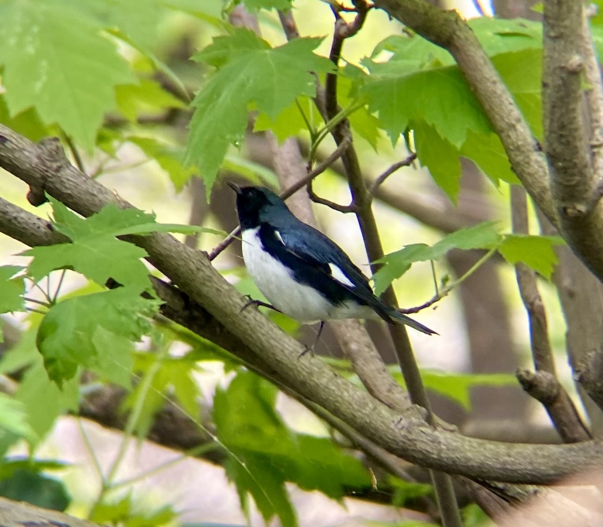 Black-throated Blue Warbler - ML618394509