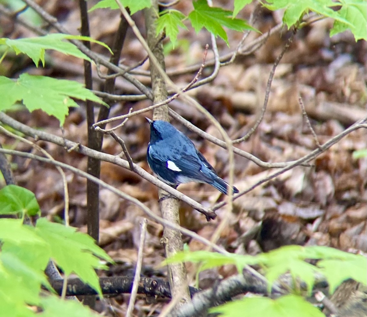 Black-throated Blue Warbler - Michael Onel