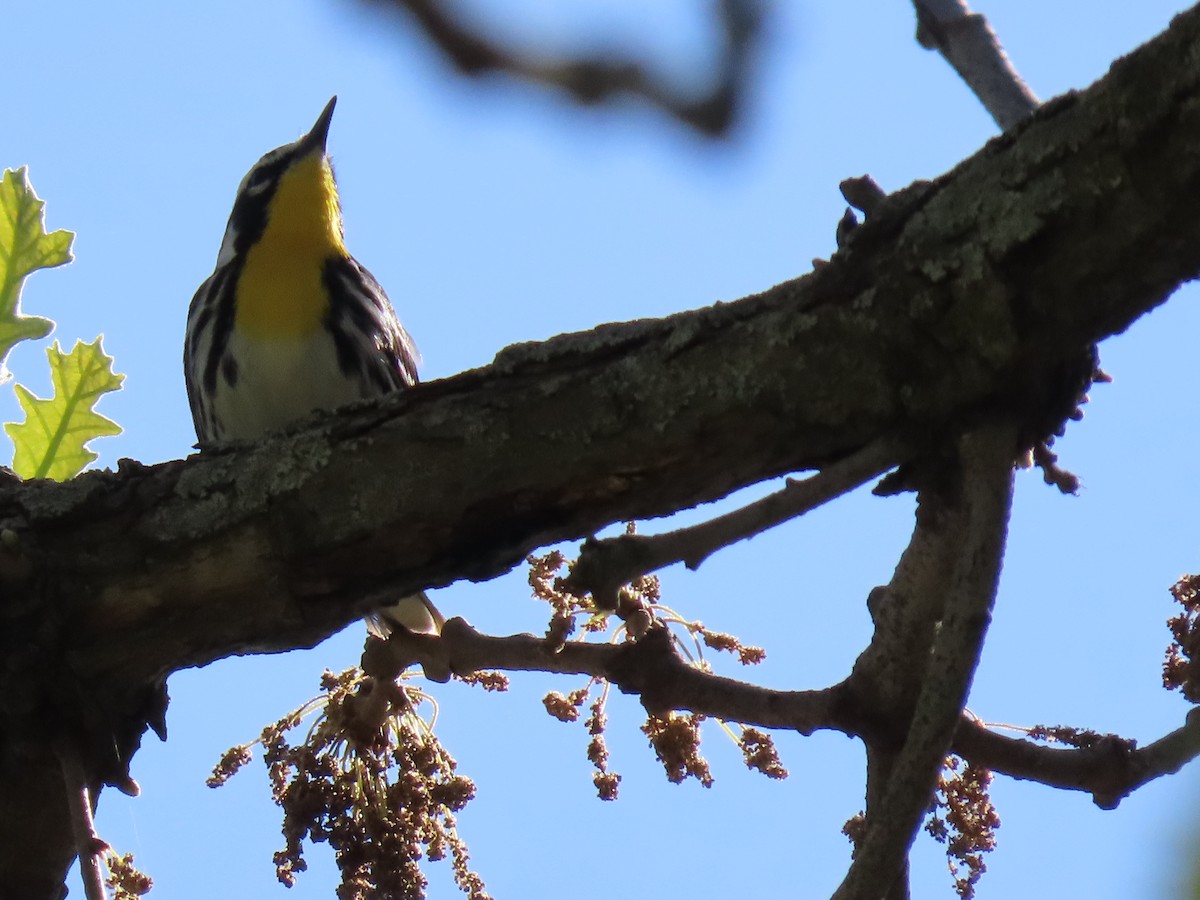 Yellow-throated Warbler - ML618394535