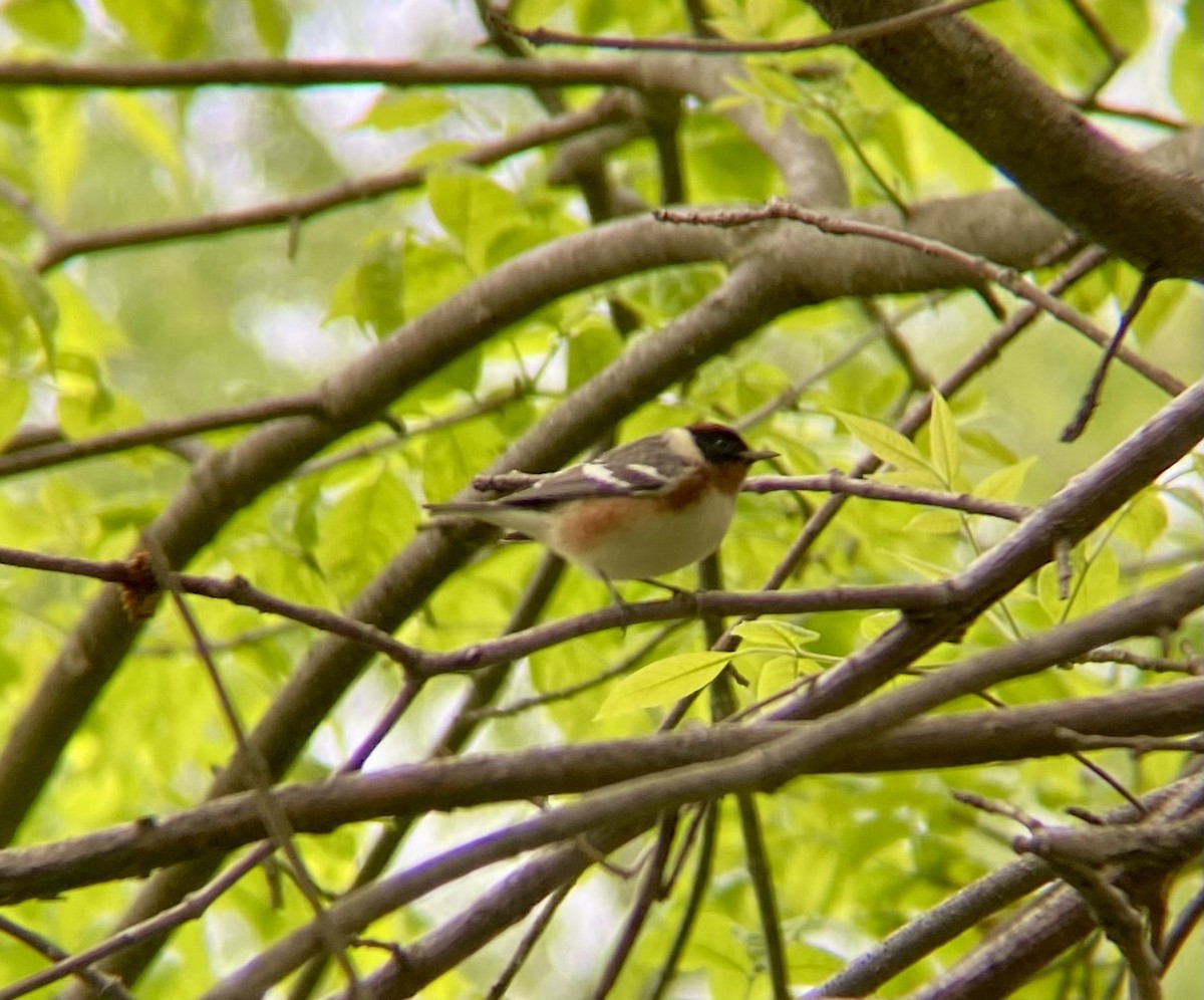 Bay-breasted Warbler - ML618394546
