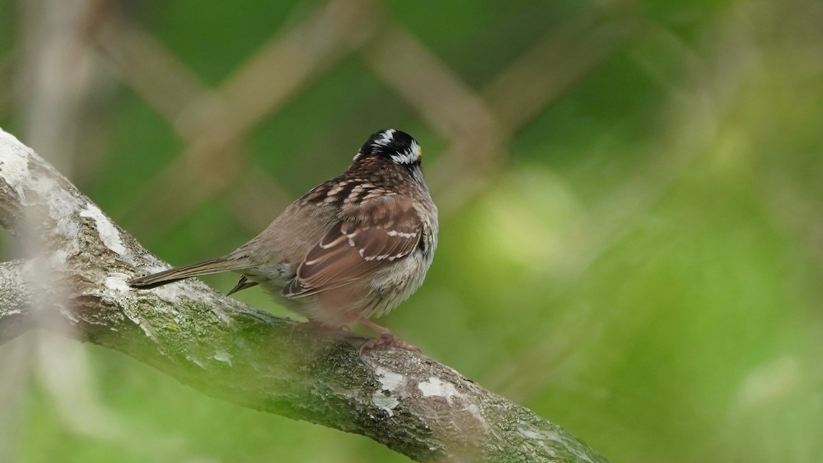 White-throated Sparrow - ML618394604