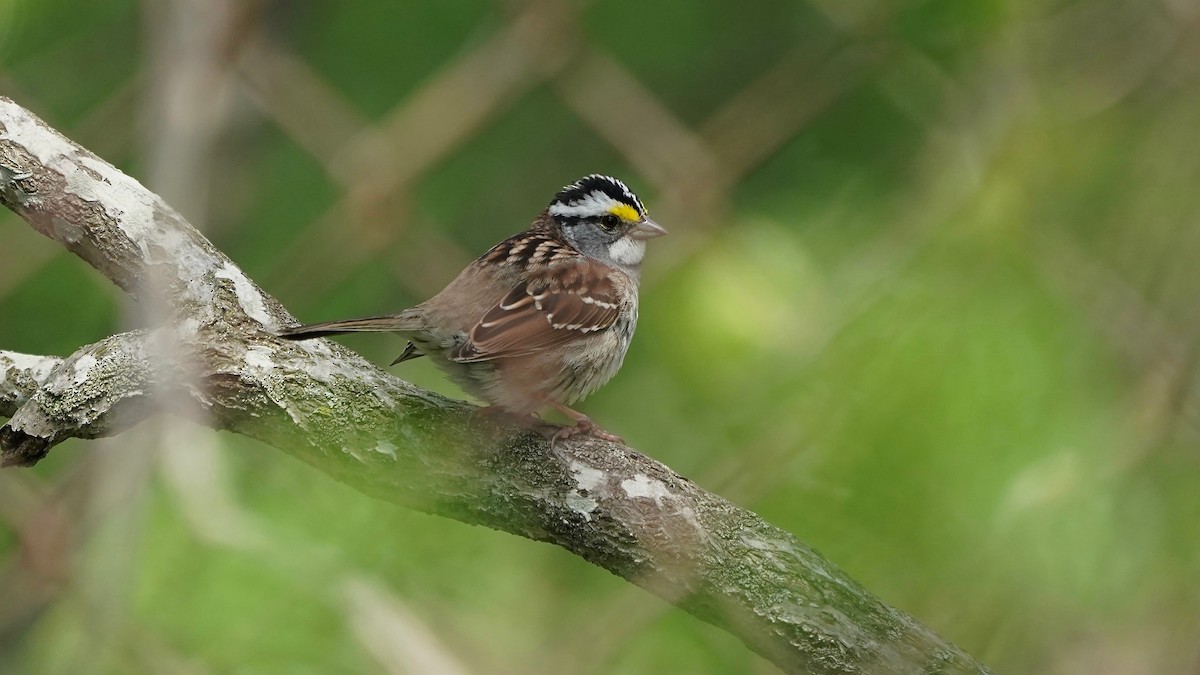 White-throated Sparrow - ML618394608