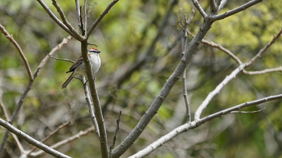 Chipping Sparrow - ML618394612