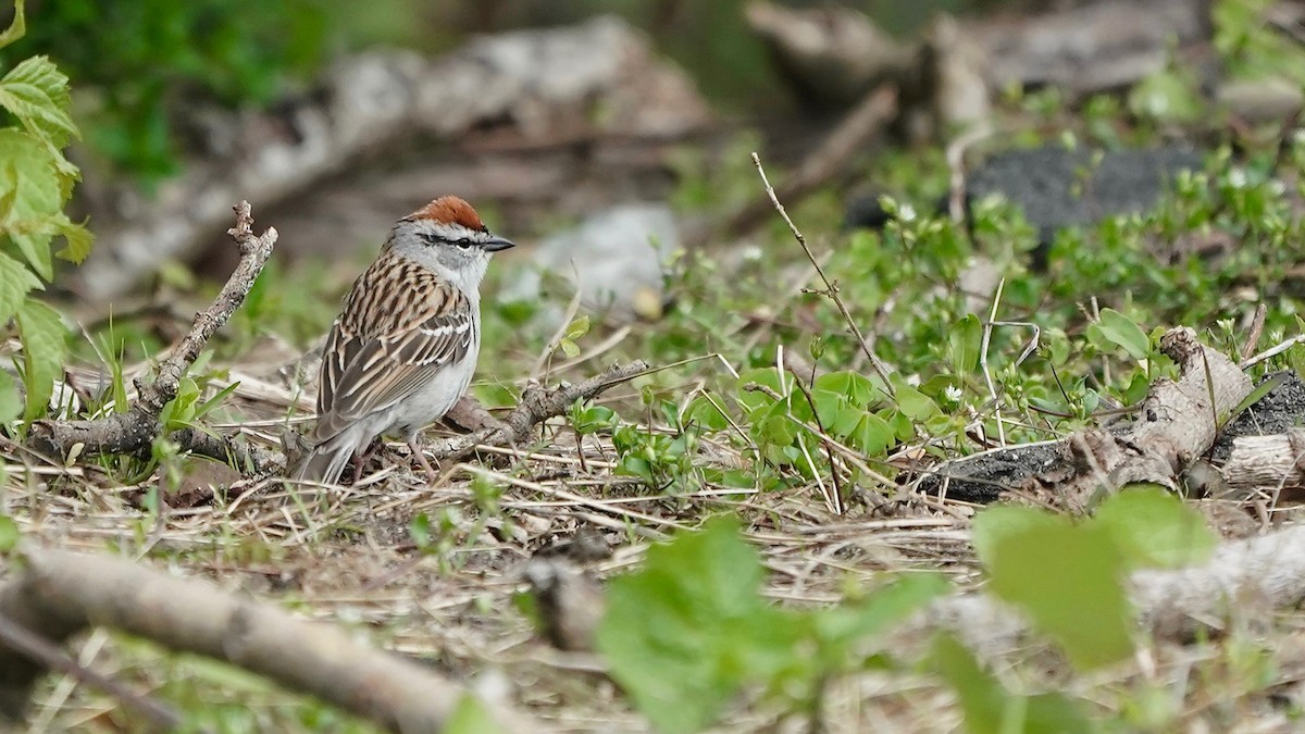 Chipping Sparrow - ML618394615