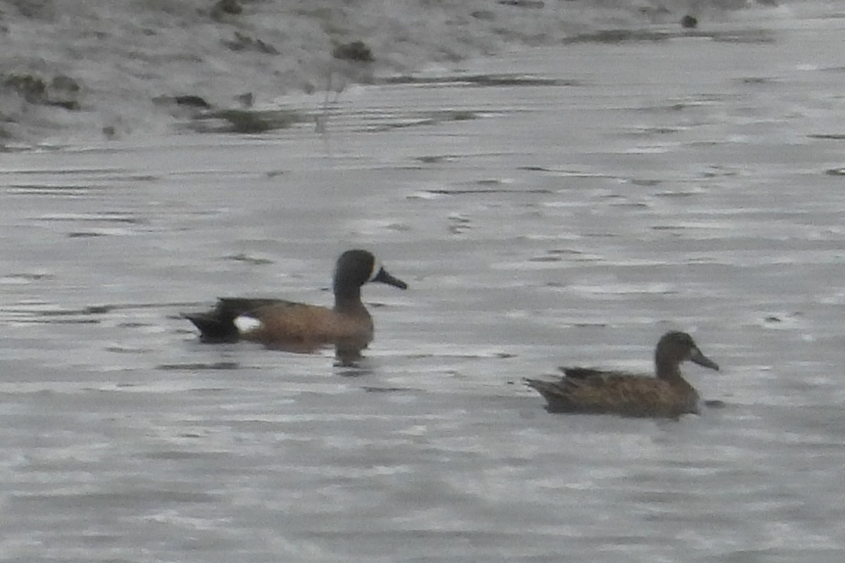 Blue-winged Teal - ML618394643