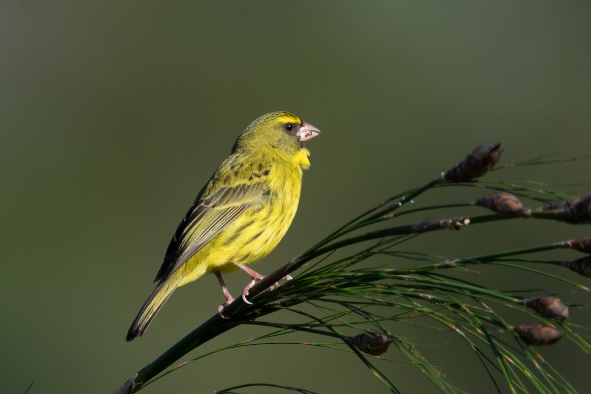 Forest Canary - ML618394646