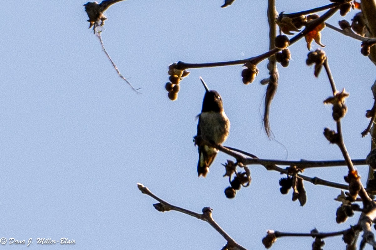 Black-chinned Hummingbird - ML618394650