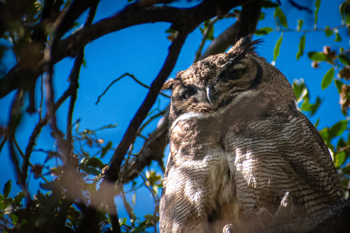 Lesser Horned Owl - ML618394655