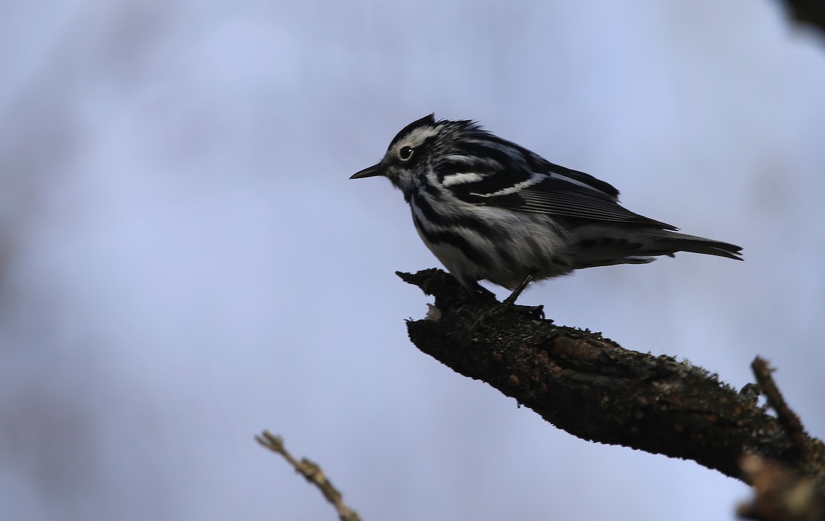 Black-and-white Warbler - ML618394660