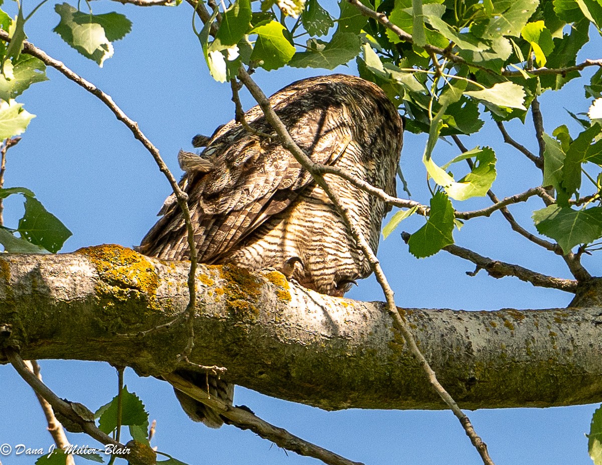 Great Horned Owl - ML618394661