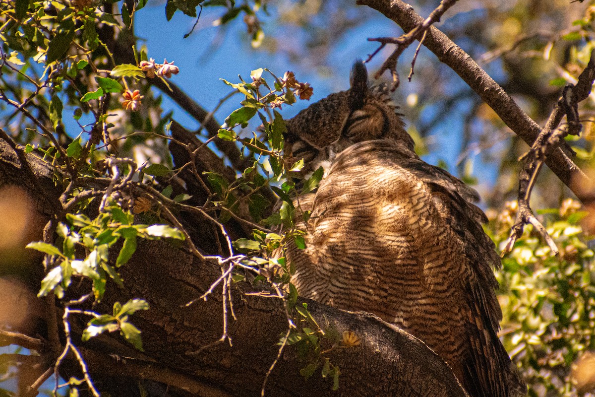 Lesser Horned Owl - ML618394663