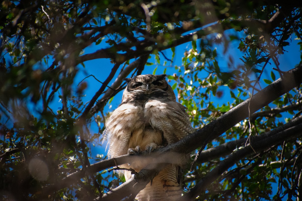 Lesser Horned Owl - ML618394670