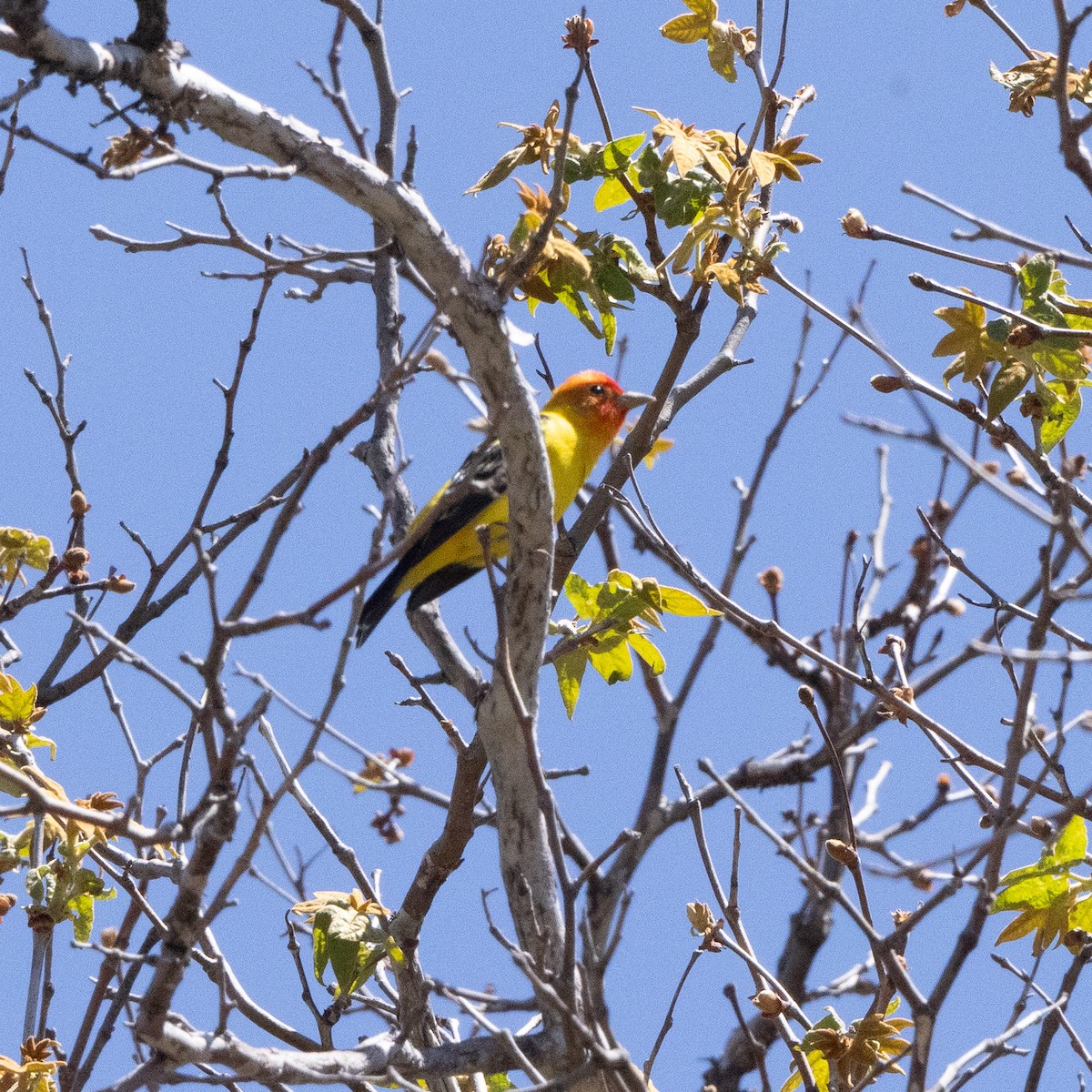 Western Tanager - ML618394731