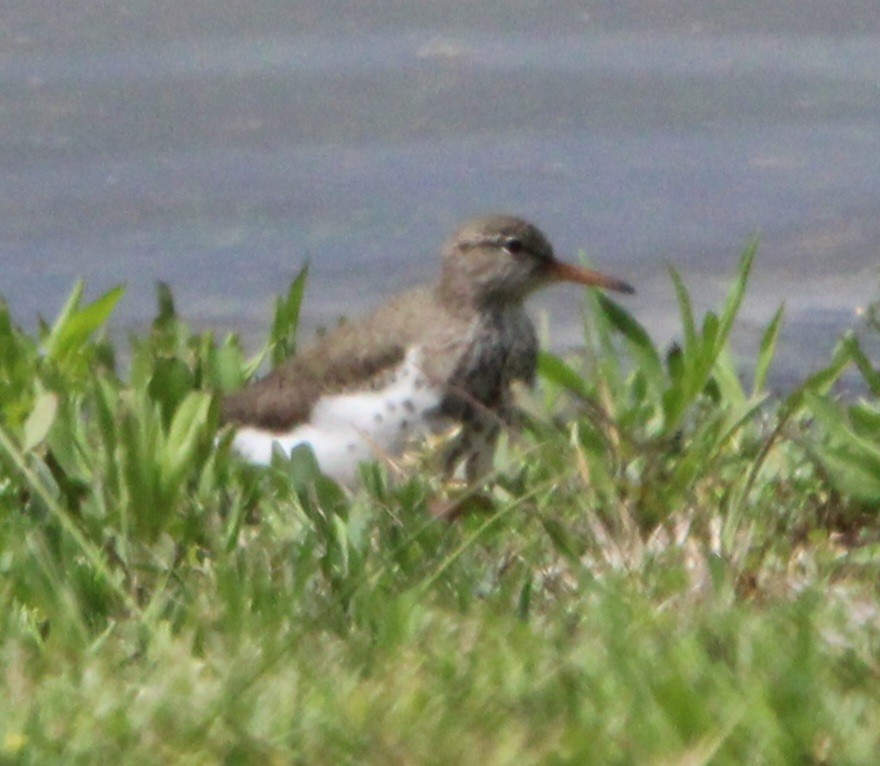 Spotted Sandpiper - Sheila Yoder