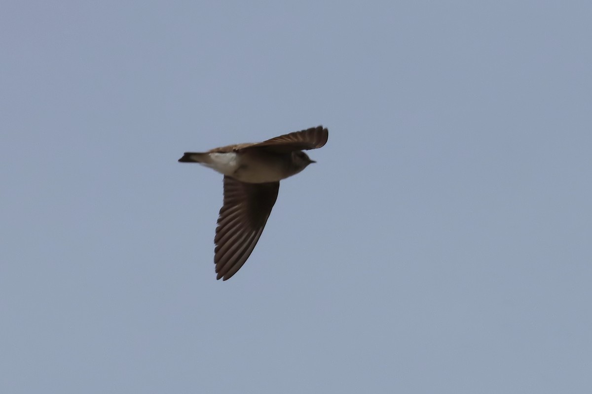 Northern Rough-winged Swallow - Brenda Bull