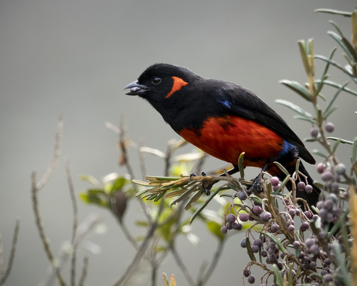 Scarlet-bellied Mountain Tanager - ML618394795