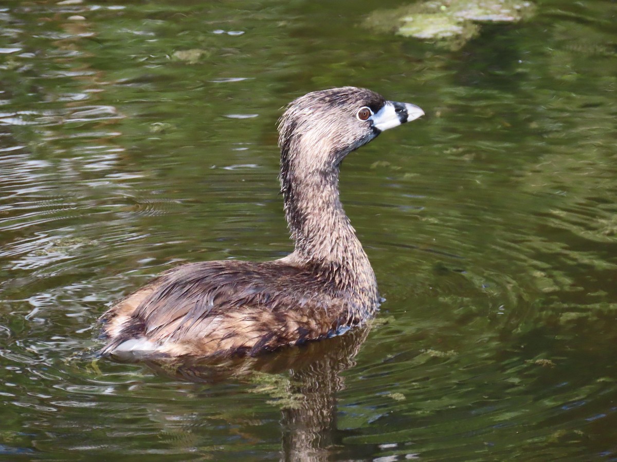 Pied-billed Grebe - Laurie Witkin