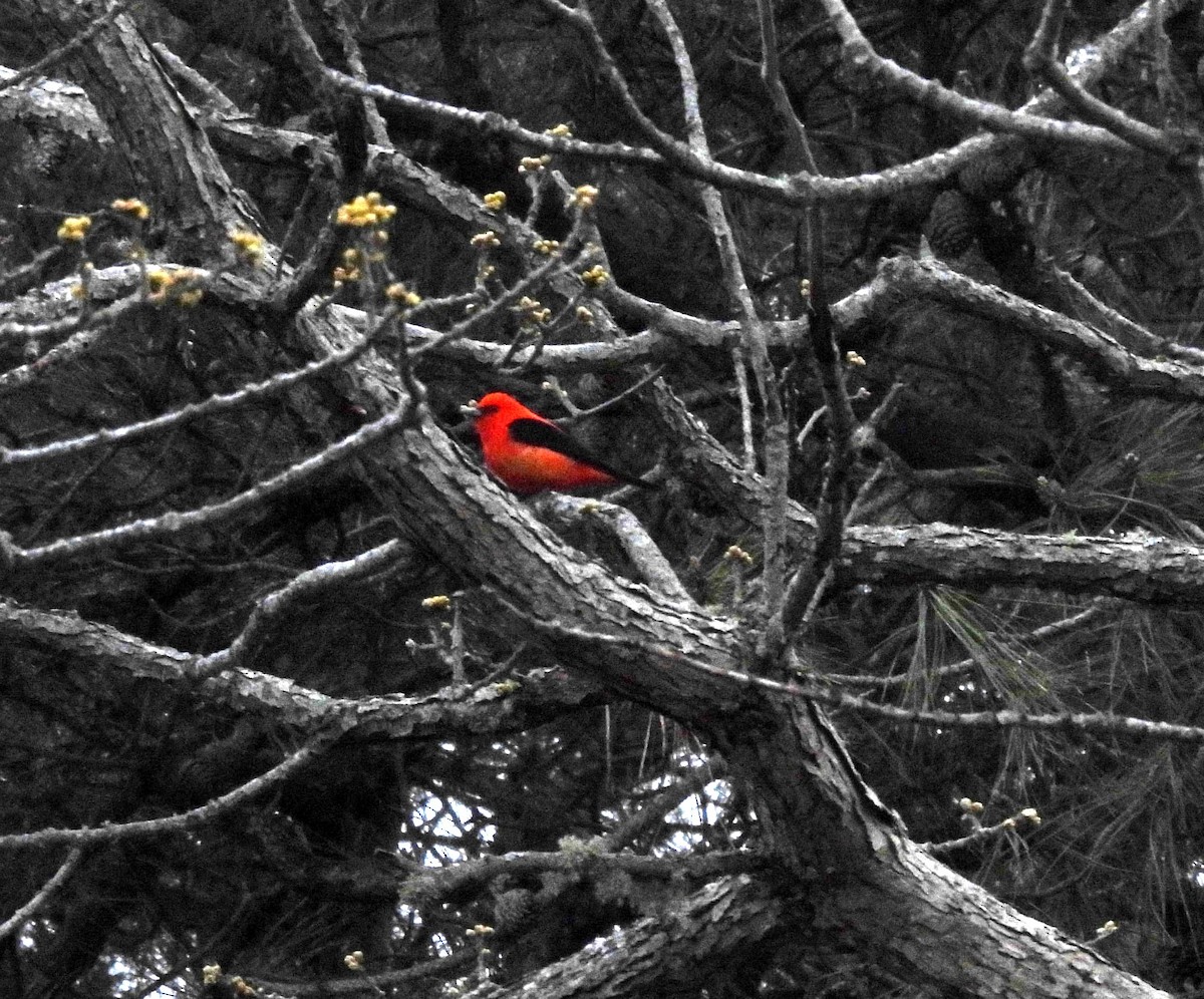Scarlet Tanager - ML618394836