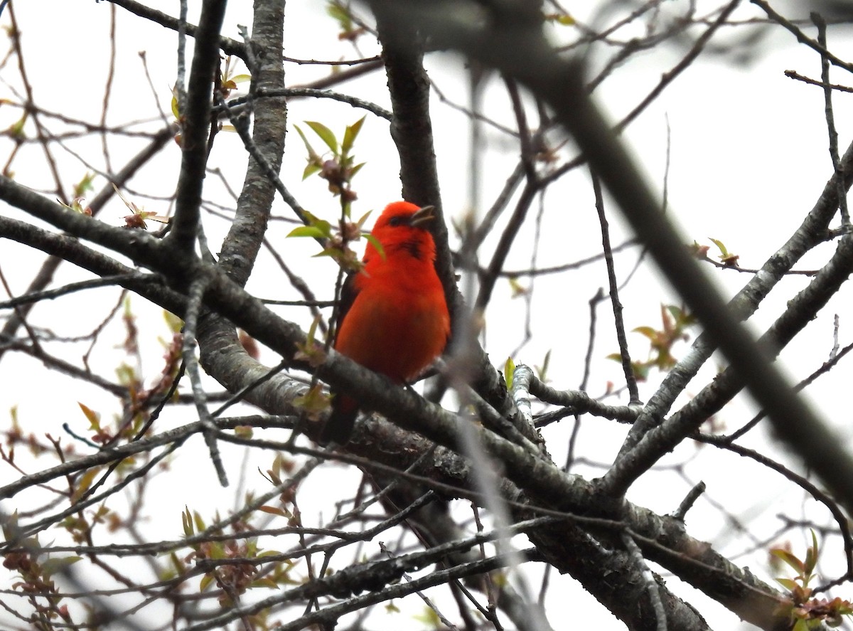 Scarlet Tanager - ML618394837