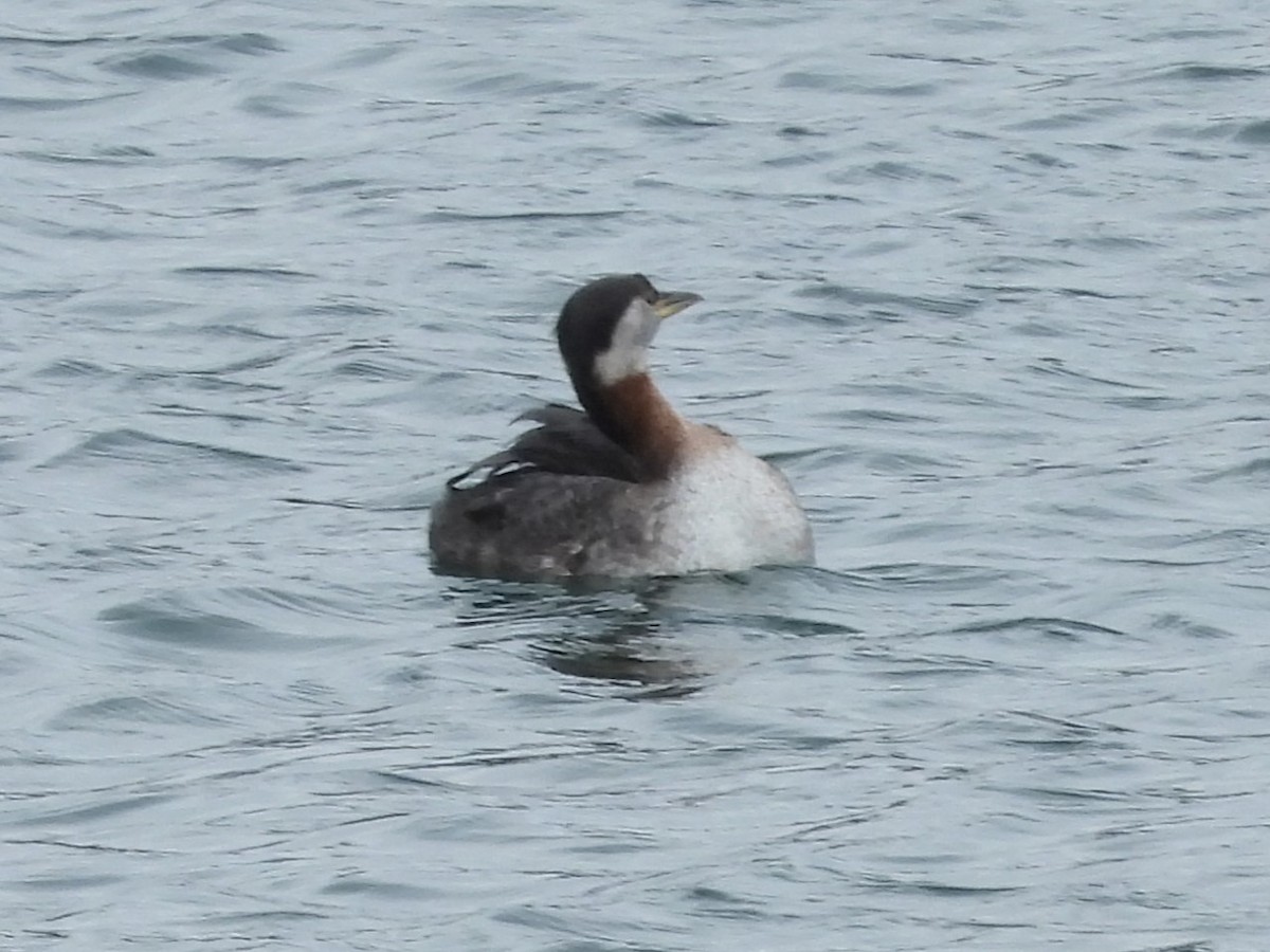 Red-necked Grebe - ML618394842