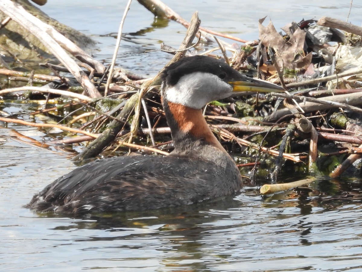 Red-necked Grebe - ML618394844