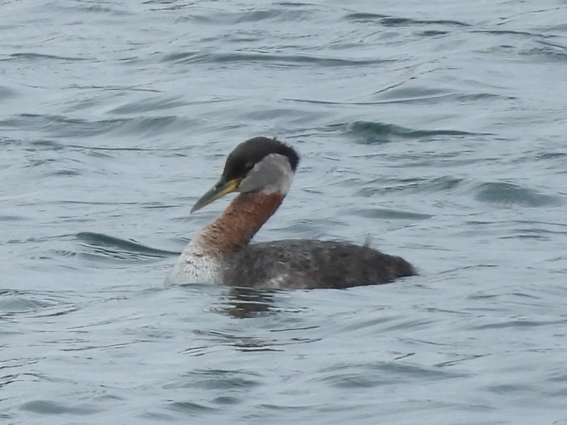 Red-necked Grebe - ML618394845