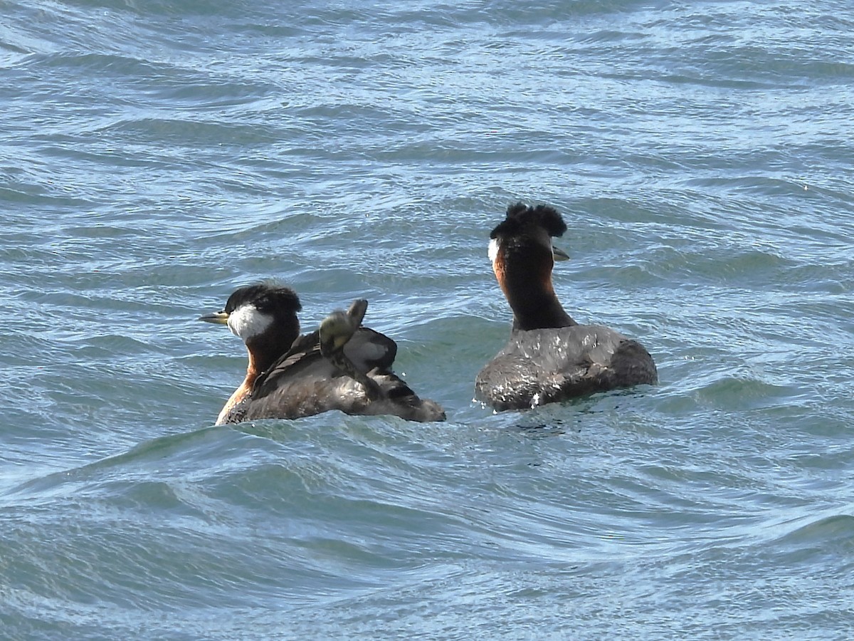 Red-necked Grebe - ML618394846