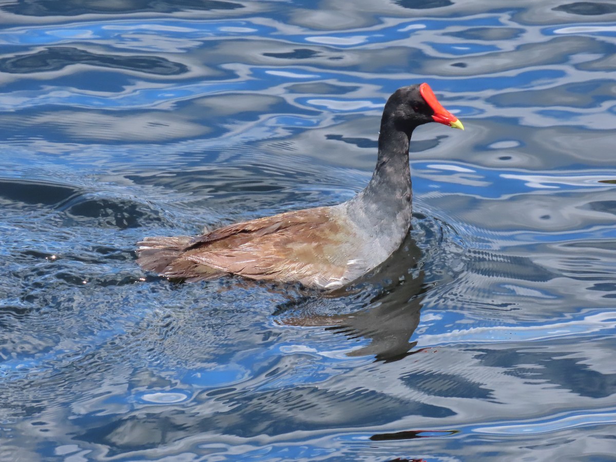 Common Gallinule - Laurie Witkin
