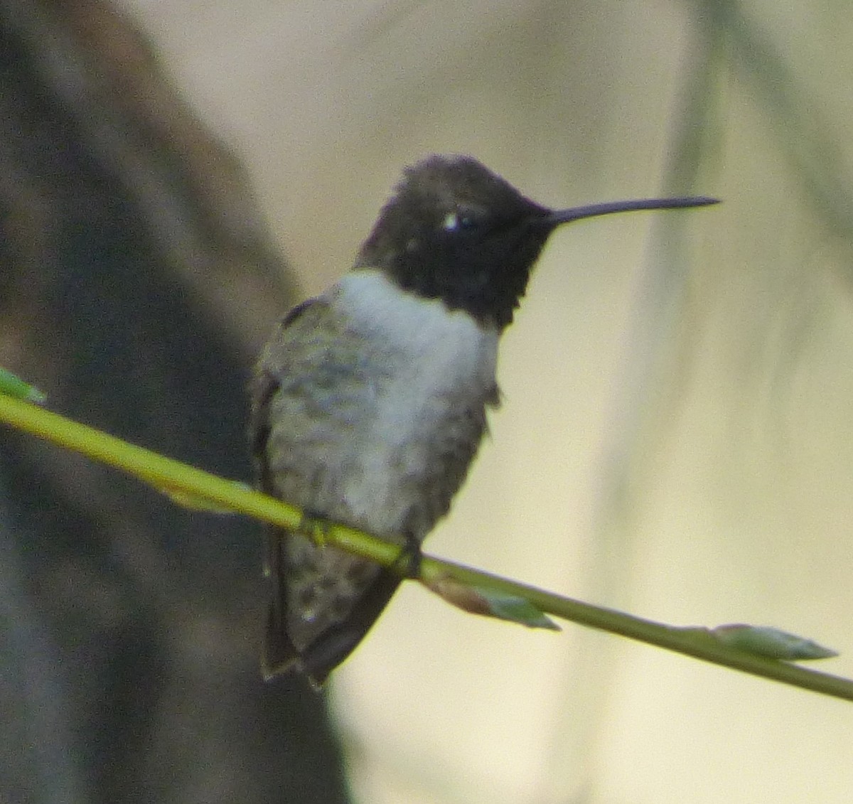 Black-chinned Hummingbird - ML618394871