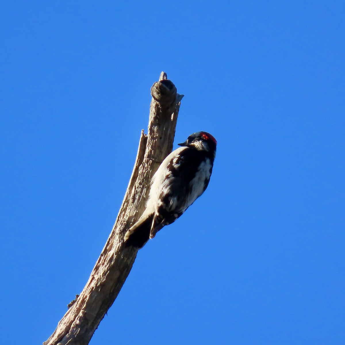 Downy Woodpecker - ML618394874