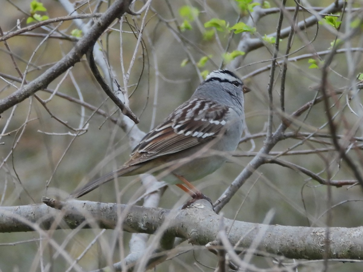 White-crowned Sparrow - ML618394875
