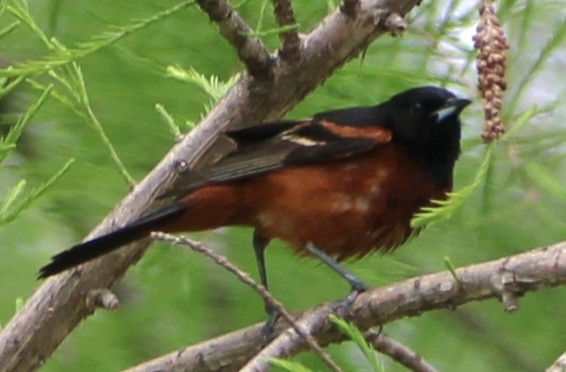 Orchard Oriole - ML618394963