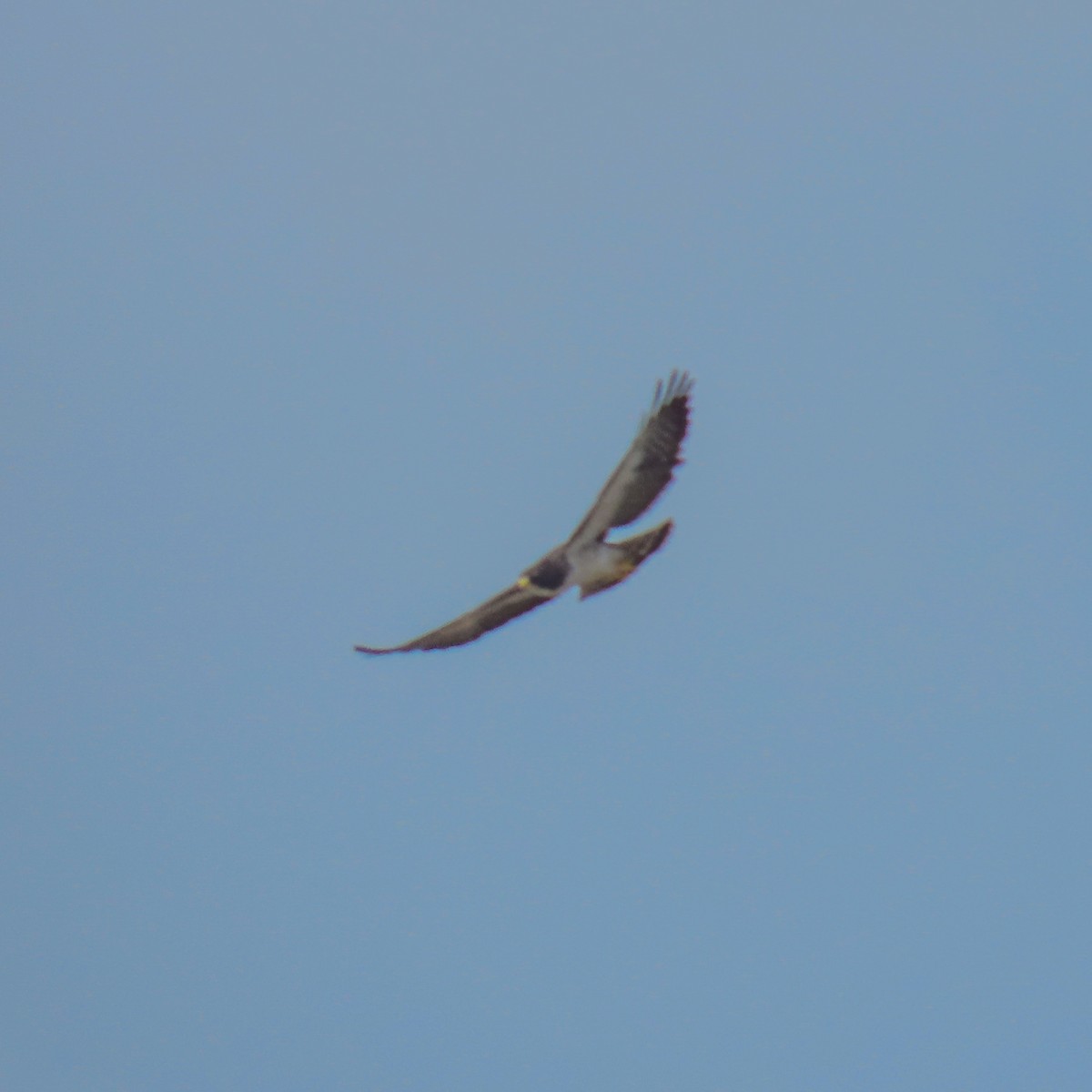 Short-tailed Hawk - ML618394979